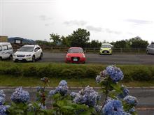今年も標高1000mの紫陽花を観てきました。
