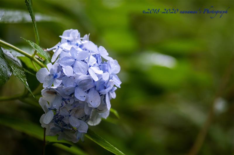 自粛の4連休 枯れる紫陽花と熱帯睡蓮編 Nanamaiのブログ Life With みんカラ 自粛の4連休 枯れる紫陽花と熱帯睡蓮編 Nanamaiのブログ Life With みんカラ