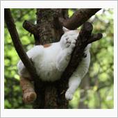 猫の居る風景・・・ 75　た ...