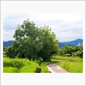 くるみの木　その143