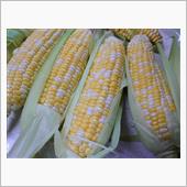 収穫😋🌽