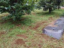 雑草は元気 雑草は元気