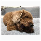 チョコが8歳になったよ