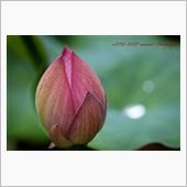 自粛の４連休 雨薔薇と蓮の蕾編