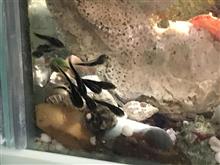 海におたまじゃくし？