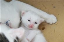 おかあさん と いっしょ