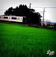 緑が映える朝、