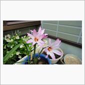 ハブランサスが咲いた