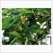 そろそろ７月もおしまい