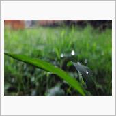 野菜が高値