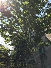 急に夏が来た！