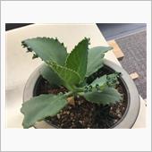 葉っぱに子どもたち？？