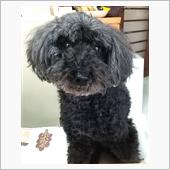 愛犬ネル♪
