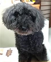 愛犬ネル♪
