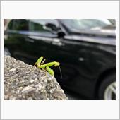 カマキリすごいぜ！