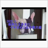 10年目の我が家の愛犬3頭・ ...