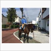 今朝の馬。