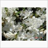 🌸　WHITE