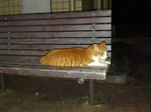今夜も徘徊