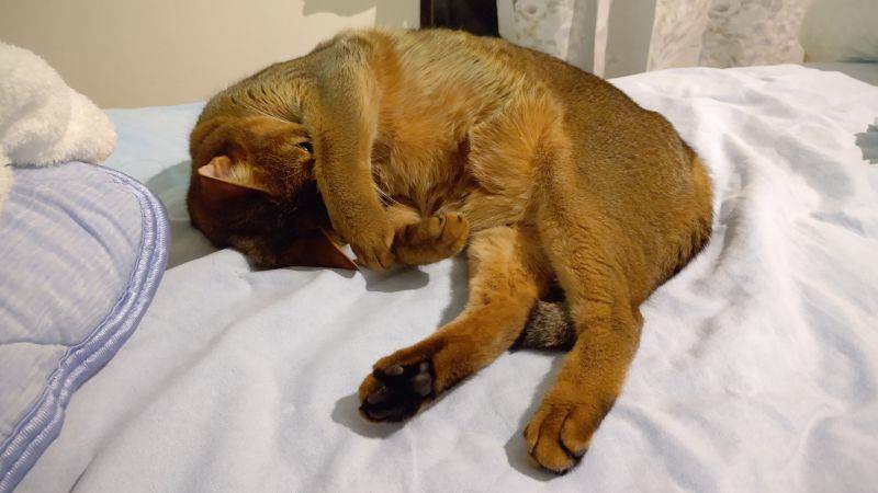 一緒に寝てあげる 猫 あや アビシニアン 犬 ハッピー ミニチュアダックスフント どんみみのブログ 気分は迎撃戦闘機２ みんカラ