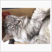 猛暑日