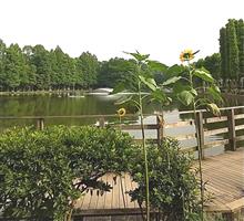 暑い別所沼公園！