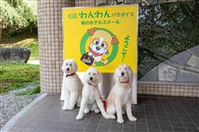 ルキヤと小春＋珠里の夏休み 2020 ～松阪わんパラ宿泊編～