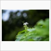 ３連休も自粛で花さんぽ Vo ...