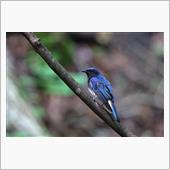 避暑地の水場に現れる野鳥達