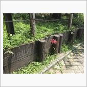 ８月２日に彼岸花が咲いていた