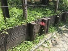 ８月２日に彼岸花が咲いていた