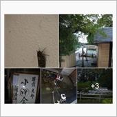 初セミの鳴き声は、、、ベラン ...
