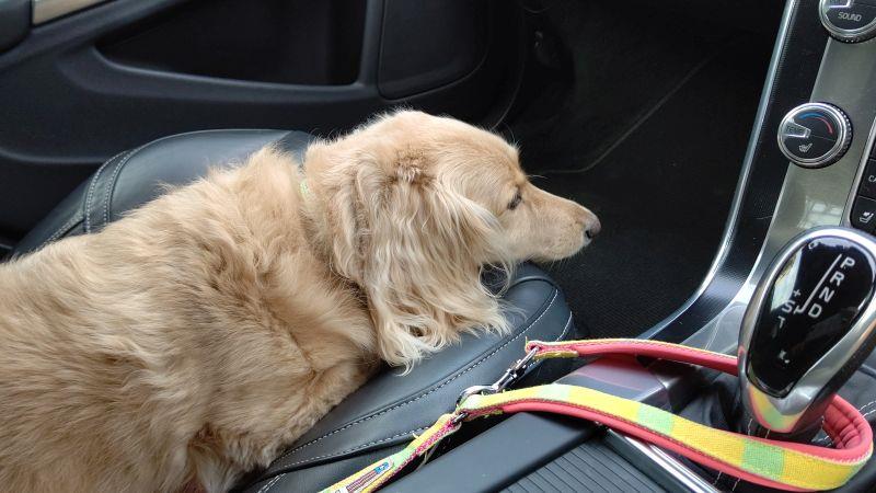 えぇ 母さん降りちゃうの 犬 ハッピー ミニチュアダックスフント Volvo ナッピー アリス動物病院 トリミング マイクロバブル 熟睡 どんみみのブログ 気分は迎撃戦闘機2 みんカラ えぇ 母さん降りちゃうの 犬 ハッピー ミニチュアダックスフント Volvo ナッピー アリス動物病院 トリミング マイクロバブル 熟睡 どんみみのブログ 気分は迎撃戦闘機2 みんカラ