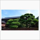 枝落とし＆お施餓鬼・・・、そ ...