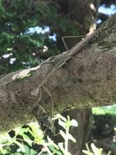 カマキリがヒグラシを捕食