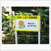 ヒマワリスポット 別所沼公園♪