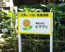 ヒマワリスポット 別所沼公園♪