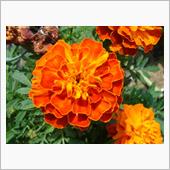 🌸　ORANGE