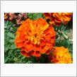 🌸　ORANGE