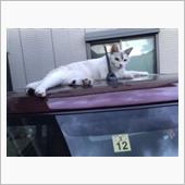 連日の猛暑日｡ﾟ(ﾟ&#180;ω`ﾟ ...