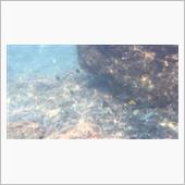 葉山芝崎海岸でシュノーケリング
