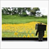 Go To ひまわり畑 🌻