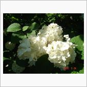 🌸　WHITE