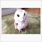 メンフクロウがやって来た。