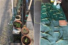 世界に一つだけの花！＆アロエ酒！