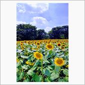 東京・国営昭和記念公園のひま ...