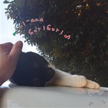 子猫の遊び場は命がけ。