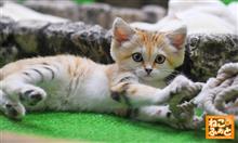 Nikon D500の高速連射