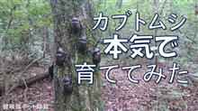 【カブトムシ本気で育ててみた】一度はやりたい幼虫からの飼育！【健啖隊ネット隊員】y.katsu