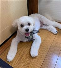 愛車「くぅた」の8月のメンテナンス（トリミング）